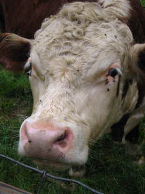 BerkshireCowFace.jpg (49132 bytes)