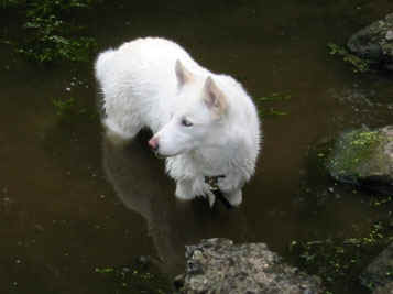 WaterDog.jpg (34499 bytes)