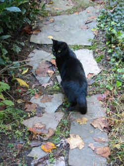 blackcat.jpg (59871 bytes)