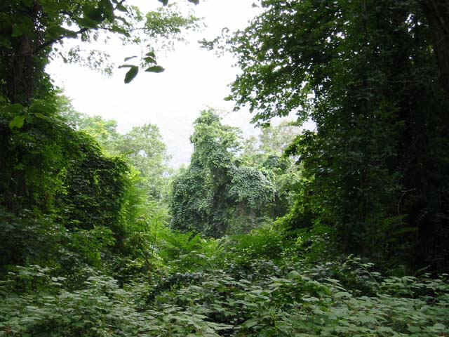 greenforest.jpg (94732 bytes)