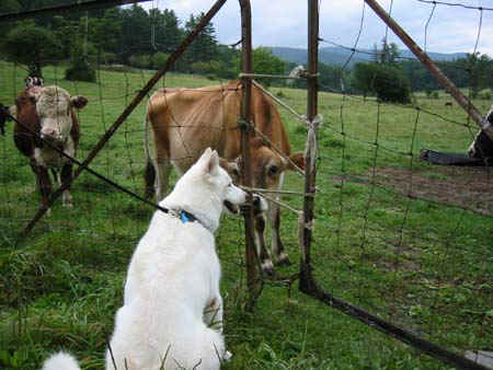 hellosweetcow.jpg (54482 bytes)